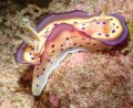 chromodoris kuneii